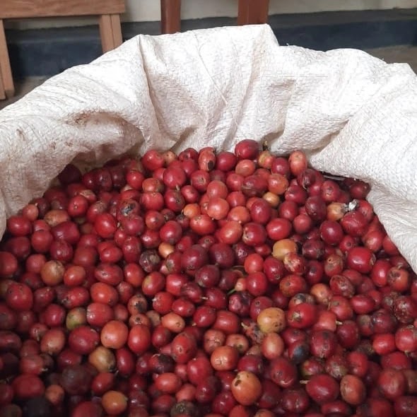 Trajumas Java Coffee Khas Menoreh - foto 5